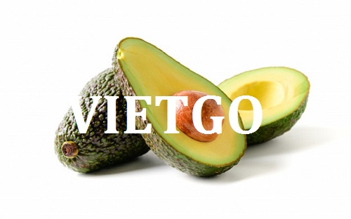 Cơ hội giao thương – Đơn hàng Hàng Tháng - Cơ hội xuất khẩu Bơ Organic sang thị trường Ấn Độ