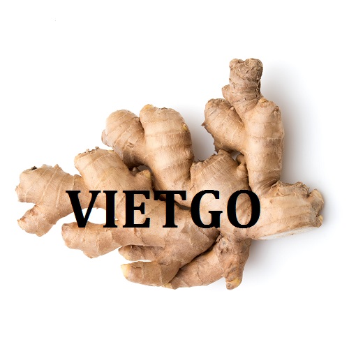 Cơ hội giao thương - Đơn Hàng Hàng Tháng -  Cơ hội xuất khẩu Gừng Tươi sang thị trường Mỹ