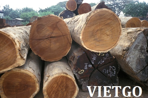 Cơ Hội Giao Thương - Đơn Hàng Thường Xuyên – Cơ Hội Xuất Khẩu Gỗ Merbau Tròn Sang Thị Trường Ấn Độ.