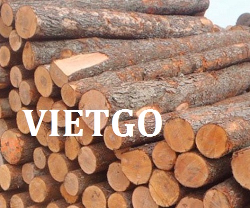 Cơ Hội Giao Thương - Đơn Hàng Thường Xuyên – Cơ Hội Xuất Khẩu Gỗ Thông Tròn Sang Thị Trường Ấn Độ.
