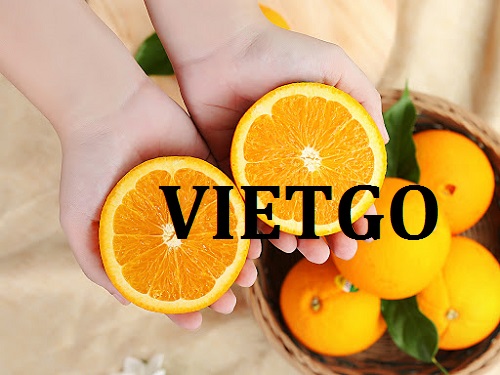 Cơ hội giao thương  - Đơn Hàng Thường Xuyên -  Cơ hội xuất khẩu Cam Vàng sang thị trường Nga