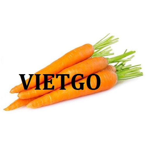 Cơ hội giao thương  - Đơn Hàng  Cả Năm -  Cơ hội xuất khẩu Cà Rốt sang thị trường Ấn Độ