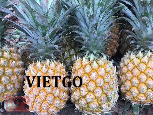 Cơ hội giao thương – Đơn hàng Hàng tuần - Cơ hội xuất khẩu Dứa đến thị trường UAE.