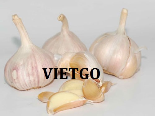 Cơ hội giao thương – Đơn hàng Thường xuyên - Cơ hội xuất khẩu Tỏi trắng sang thị trường Bangladesh