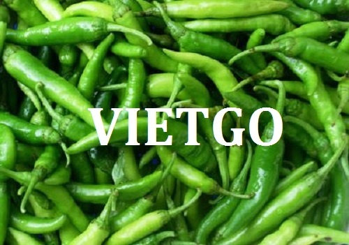 Cơ hội giao thương – Đơn hàng Thường xuyên - Cơ hội xuất khẩu Ớt Xanh sang thị trường Bangladesh