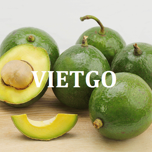 Cơ hội giao thương  - Đơn Hàng Thường Xuyên -  Cơ hội xuất khẩu Quả Bơ sang thị trường Nga