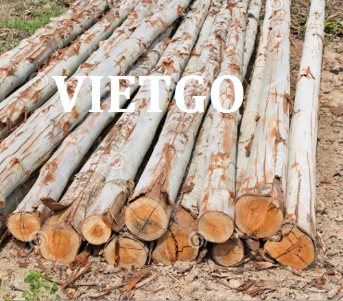 Cơ Hội Giao Thương - Đơn Hàng Thường Xuyên – Cơ Hội Xuất Khẩu Gỗ Bạch Đàn Tròn Sang Thị Trường Ấn Độ.