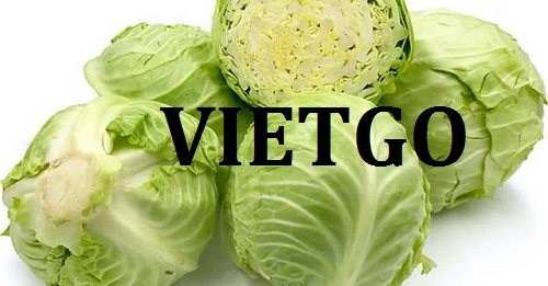 Cơ hội giao thương – Đơn hàng Hàng tháng - Cơ hội xuất khẩu cải bắp sang thị trường Malaysia.
