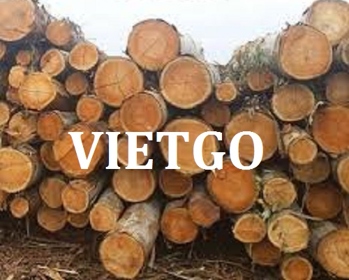Cơ Hội Giao Thương - Đơn Hàng Thường Xuyên – Cơ Hội Xuất Khẩu Gỗ Bạch Đàn Tròn Sang Thị Trường Trung Quốc.