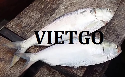 Cơ hội giao thương – Đơn hàng thường xuyên – Doanh nghiệp Ấn Độ cần tìm nhà cung cấp cá cháy