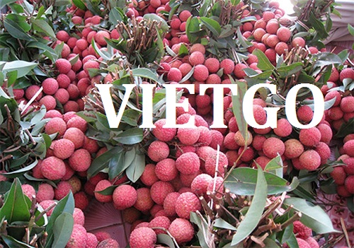 Cơ hội giao thương – Đơn hàng Thường Xuyên - Cơ hội xuất khẩu quả Vải sang thị trường Nga.