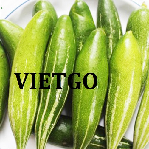 Cơ hội giao thương – Đơn hàng Thường xuyên - Cơ hội xuất khẩu Mướp nhật sang thị trường Dubai