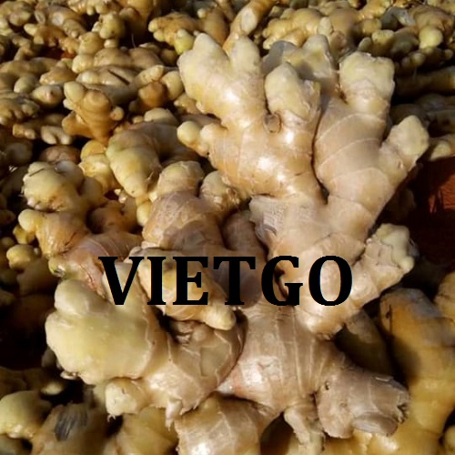 Cơ hội giao thương  - Đơn Hàng Thường Xuyên  -  Cơ hội xuất khẩu Gừng Tươi đến từ vị khách hàng người Ukraine