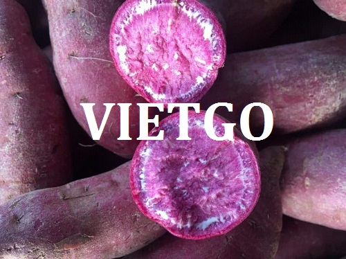 Cơ hội giao thương  - Đơn Hàng Cả Năm  -  Cơ hội xuất khẩu Khoai Lang đến từ vị khách hàng người Thái Lan