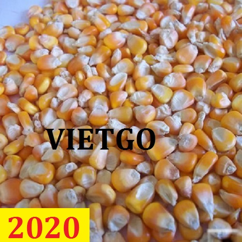Cơ hội giao thương  - Đơn Hàng Cả Năm  -  Cơ hội xuất khẩu Ngô Hạt đến từ vị khách hàng người Gabon