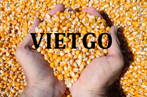Cơ hội giao thương  - Đơn Hàng Hàng Tháng  -  Cơ hội xuất khẩu Ngô Hạt đến từ vị khách hàng người Colombia