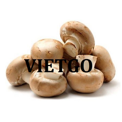 Cơ hội giao thương  - Đơn Hàng Cả Năm -  Cơ hội xuất khẩu Nấm Nút sang thị trường Qatar