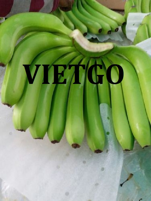 Cơ hội giao thương – Đơn hàng đặc biệt hàng tuần – Cơ hội xuất khẩu Chuối Cavendish sang thị trường Dubai.