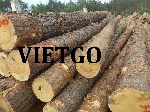 Cơ hội giao thương – Đơn hàng tiềm năng - Cơ hội xuất khẩu 10 000m3 Gỗ thông tròn mỗi tháng sang thị trường Trung Quốc.