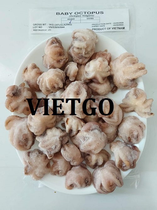 Cơ hội giao thương – Đơn hàng thường xuyên – Cơ hội xuất khẩu bạch tuộc sang thị trường Philippines
