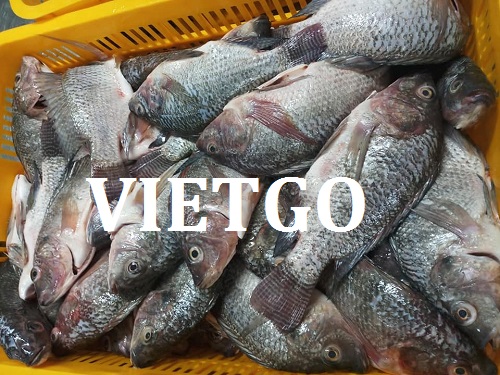 Cơ hội giao thương – Cơ hội xuất khẩu cá rô phi sang thị trường Pháp vô cùng tiềm năng