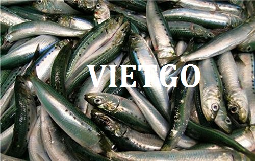 Cơ hội giao thương Đặc Biệt Thường Xuyên – Cơ hội xuất khẩu Cá Mòi sang thị trường Qatar