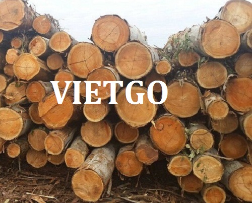 Đơn Hàng Thường Xuyên – Cơ Hội Xuất Khẩu Lên Tới 1000m3 Gỗ Bạch Đàn Tròn Mỗi Tháng Sang Trung Quốc.