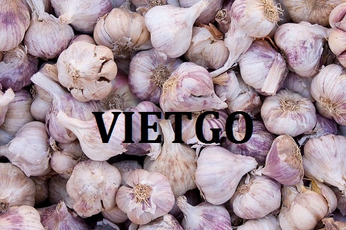 Cơ hội xuất khẩu Tỏi sang thị trường Hà Lan