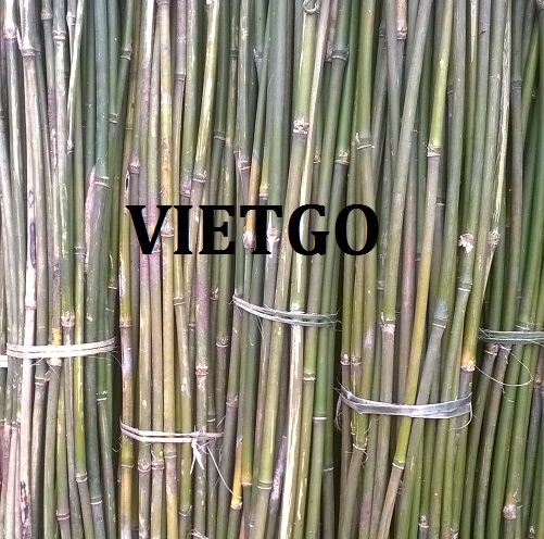 Cơ hội cung cấp số lượng gần 100.000 chiếc gậy Tre cho một nông trại canh tác nông nghiệp tại Nga