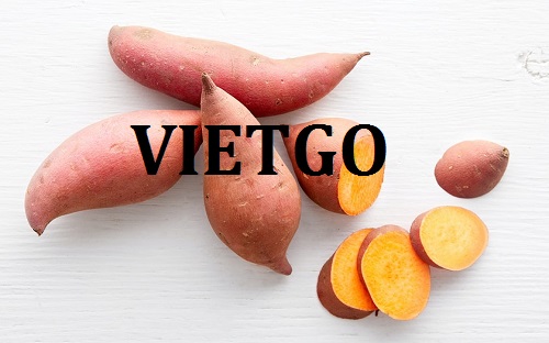Cơ hội xuất khẩu Khoai Lang sang thị trường Nga