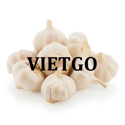 Cơ hội xuất khẩu Tỏi Trắng sang thị trường Ấn Độ
