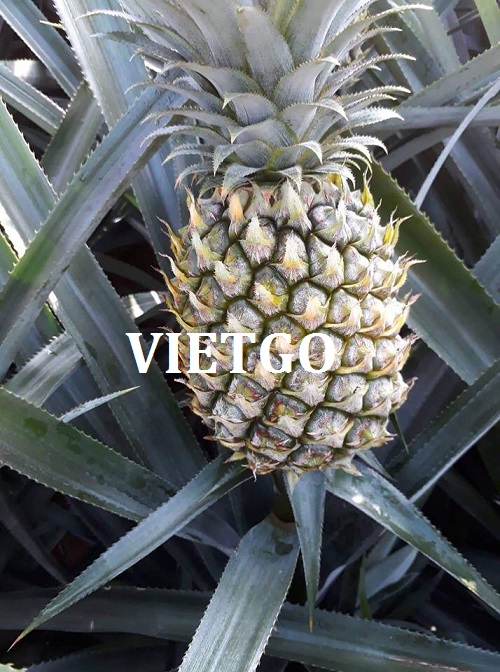 Cơ hội xuất khẩu Dứa tươi sang thị trường Nga.
