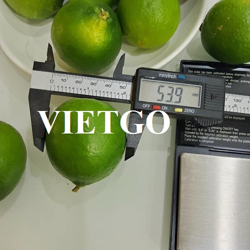 Cơ hội xuất khẩu 4 container Chanh Xanh hàng tháng sang thị trường UAE