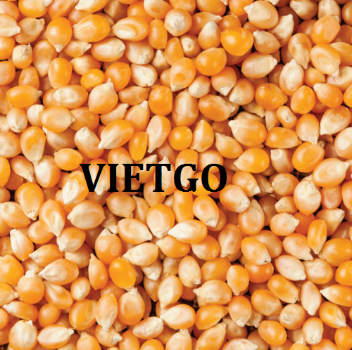 Cơ hội xuất khẩu Ngô Hạt sang thị trường Gabon