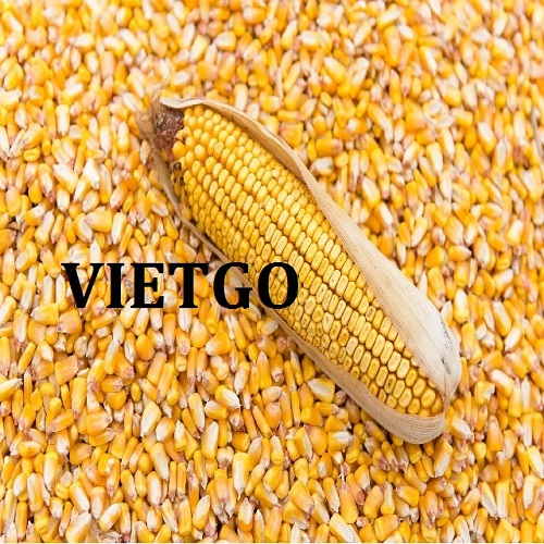 Cơ hội xuất khẩu 20.000 tấn ngô vàng và bột lúa mì sang thị trường Thổ Nhĩ Kỳ