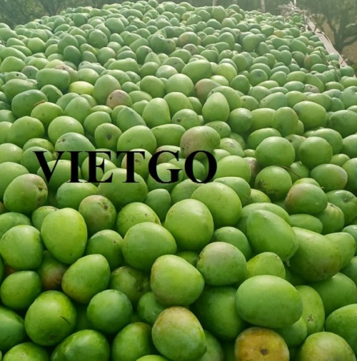 Cơ hội xuất khẩu quả xoài sang thị trường Ấn Độ