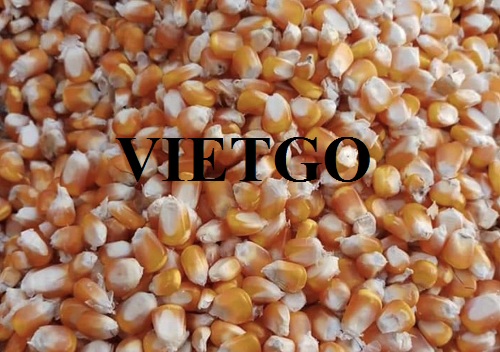 Vị khách hàng tại Việt Nam tìm đối tác nhập khẩu Ngô Vàng từ các thị trường Brazil, Argentina và Ấn Độ