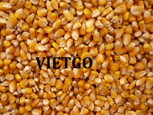 Cơ hội xuất khẩu Ngô vàng sang thị trường Guinée