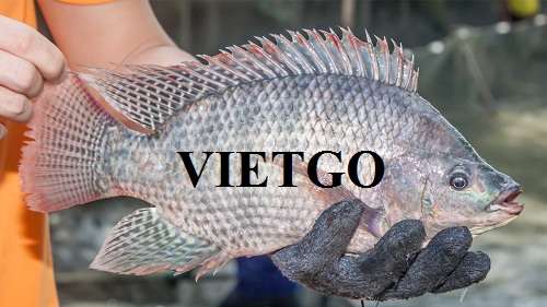Cơ hội xuất khẩu 25 tấn cá rô phi đông lạnh sang thị trường Anh vô cùng tiềm năng