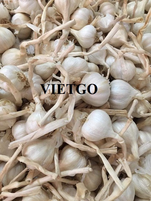 Cơ hội xuất khẩu Tỏi trắng sang thị trường Dubai