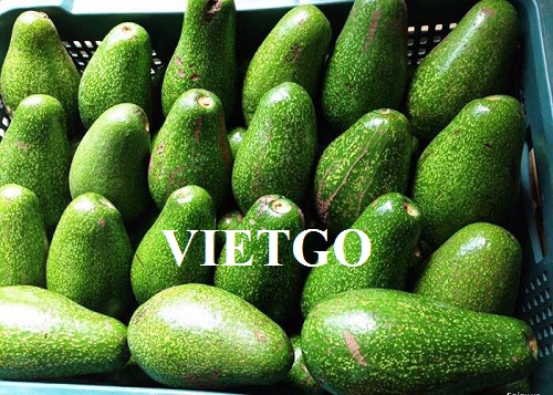 Cơ hội xuất khẩu quả bơ sang thị trường Kenya