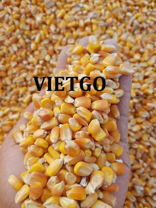 Cơ hội xuất khẩu Ngô hạt hàng tháng sang thị trường Indonesia