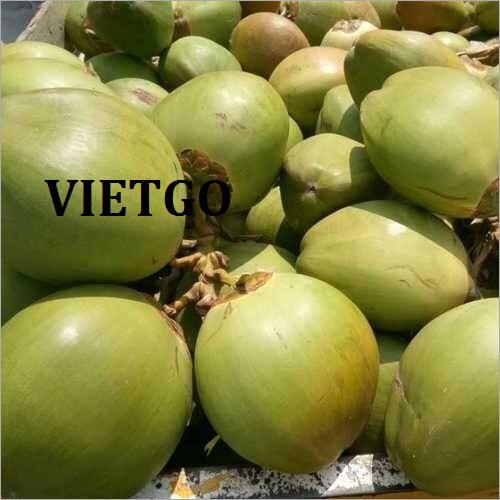 Cơ hội xuất khẩu dừa tươi sang thị trường Ấn Độ