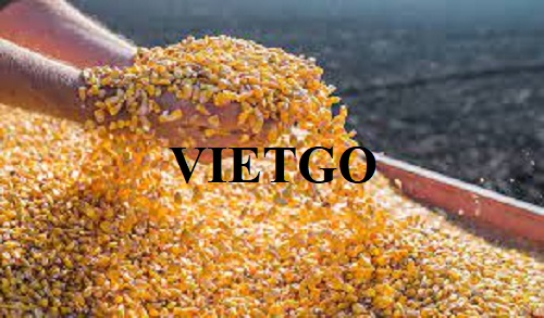 (Gấp) Cơ hội xuất khẩu 500 tấn Ngô hạt hàng tháng sang thị trường Ba Lan