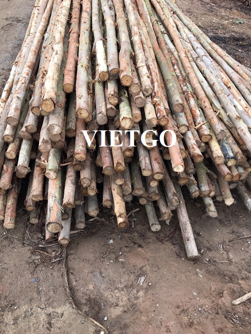 (Gấp) Cơ hội xuất khẩu 60 container 40’HC gỗ bạch đàn tròn hàng tháng sang thị trường Trung Quốc
