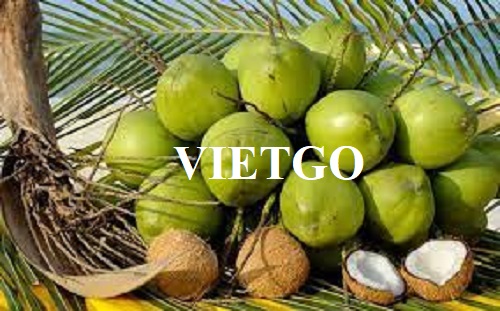 Cơ hội xuất khẩu dừa tươi sang thị trường Trung Quốc