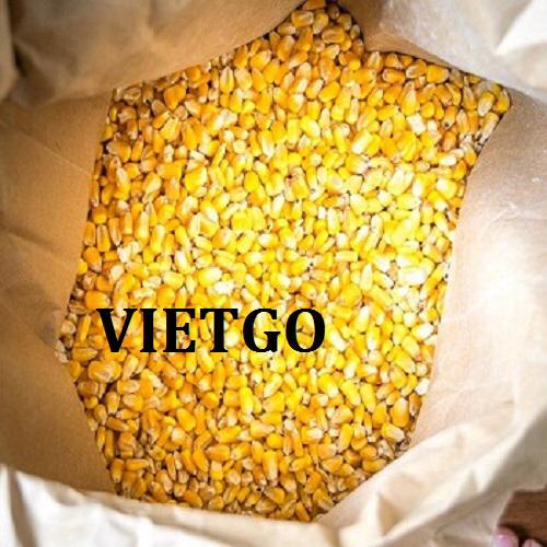 Cơ hội xuất khẩu Ngô hạt hàng tháng sang thị trường Philippines