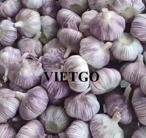 Cơ hội xuất khẩu 700 tấn Tỏi trắng hàng tháng sang thị trường Hàn Quốc