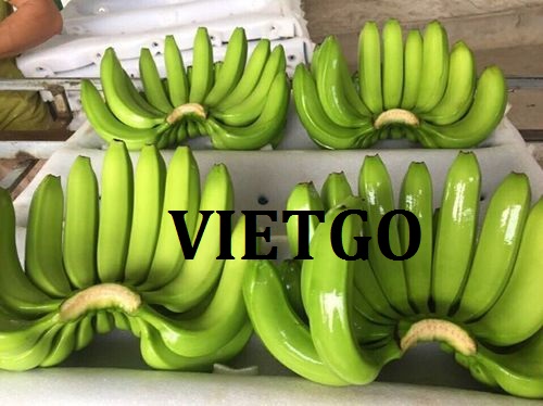 Cơ hội xuất khẩu Chuối Cavendish mỗi tuần sang thị trường Hàn Quốc