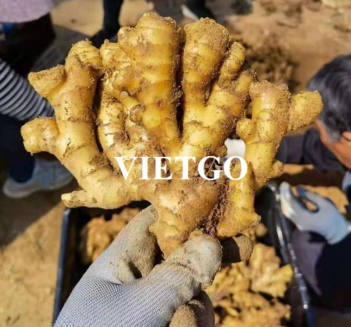 Cơ hội xuất khẩu Gừng tươi sang thị trường Pakistan